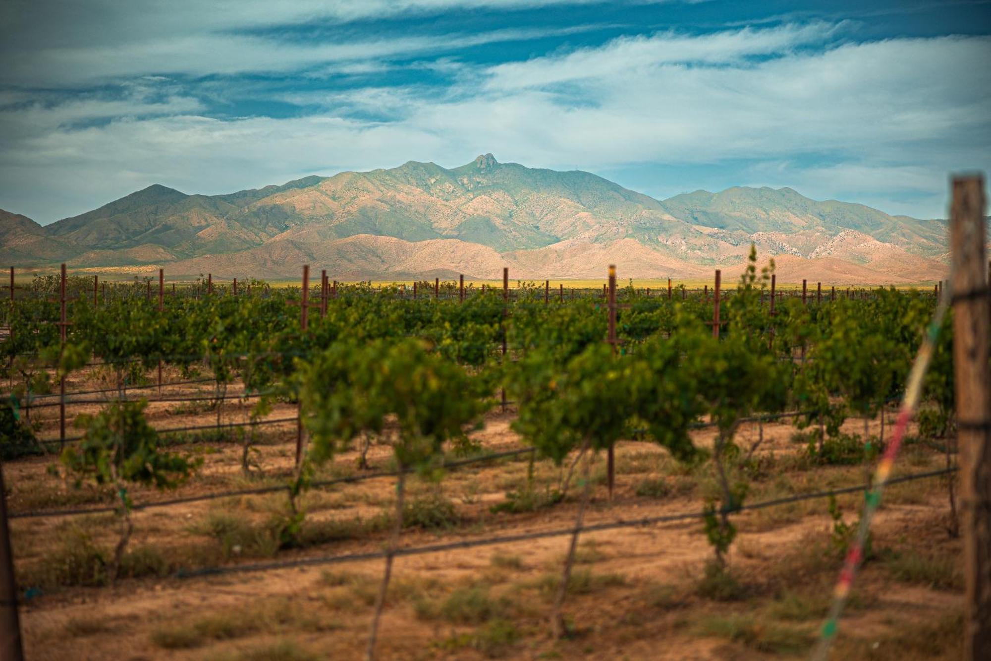 Вилла Casa Barbera At Tirrito Farm Уиллкокс Экстерьер фото